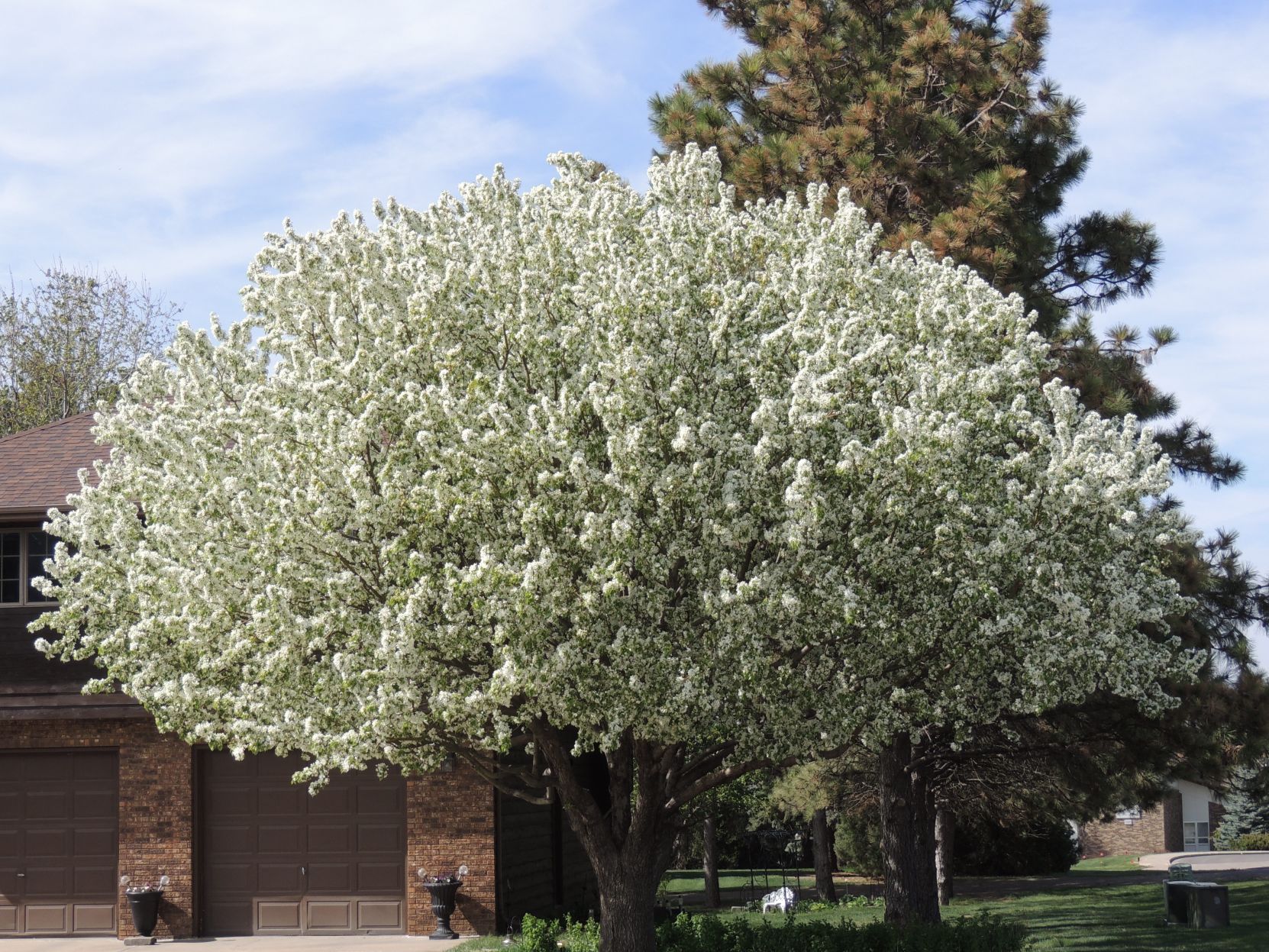 Flowering Crab Tree